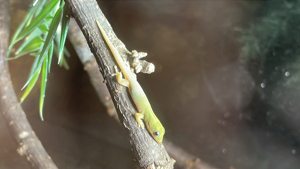 Biete Goldstaubtaggecko (Phelsuma laticuda) Bild 2