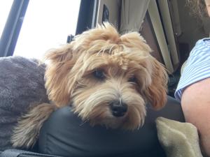 Deckhund Maltipoo 5 Jahre alt mit Deckerfahrung Bild 6