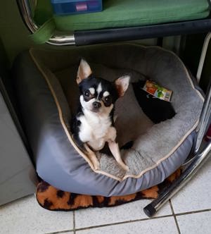 Chihuahua Deckrüde Ahnentafel  Bild 3