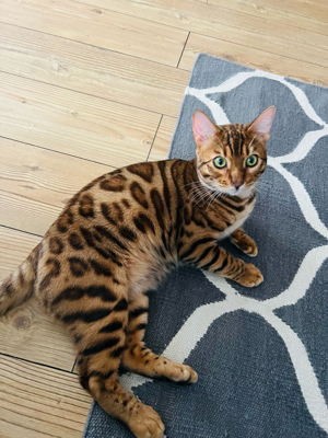 Deckkater Bengal