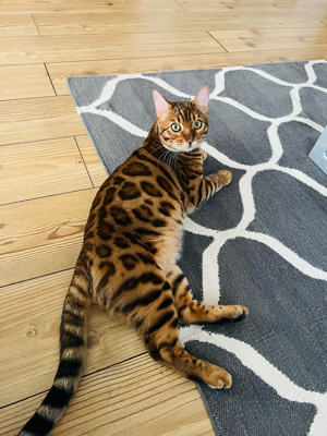 Deckkater Bengal Bild 2