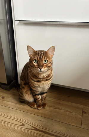 Deckkater Bengal Bild 3