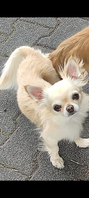Wunderschöner Chihuahua DECKRÜDE  Bild 1