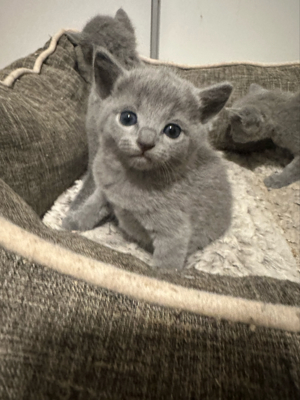 Russisch Blau Kitten  mit stammbaum Bild 6