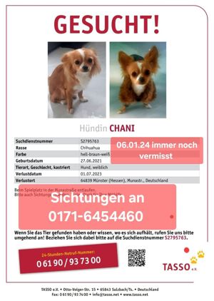 17.02.24 Suche mein Chihuahua bitte Teile