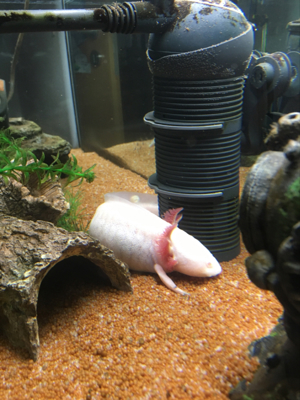 Axolotlpärchen 5 Jahre jung 