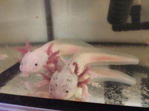 Axolotl Erwachsene Tiere, ca. 20-24cm Bild 1