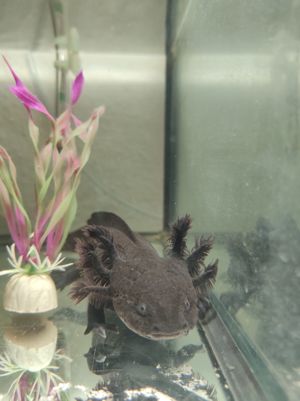 Axolotl Erwachsene Tiere, ca. 20-24cm Bild 2