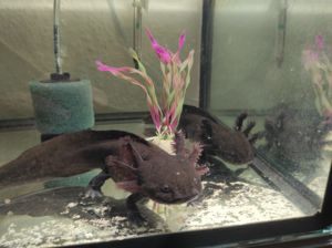 Axolotl Erwachsene Tiere, ca. 20-24cm Bild 5