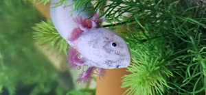 3 Axolotl,  bunt gemischt..   