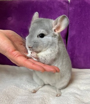 BLUE DIAMOND +extrem selten+ wunderschönes handzahmes Chinchilla Baby Männchen BD