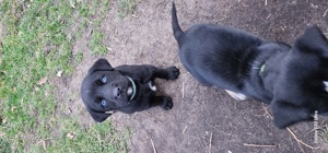 Husky Labrador Welpen mit blauen Augen Bild 7