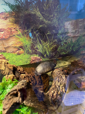 Moschusschildkröte mit Aqua Terrarium in gute Hände abzugeben Bild 1