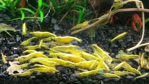 Yellow Fire Garnelen, leuchtend gelb und gesund,  Gratisbeigabe Bild 1