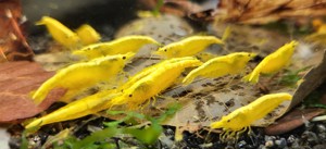 Yellow Fire Garnelen, leuchtend gelb und gesund,  Gratisbeigabe Bild 2