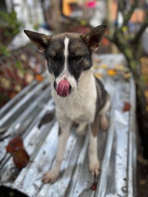 Baja - kleines Hundemädchen sucht ihre Menschen Bild 6
