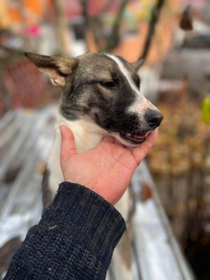 Baja - kleines Hundemädchen sucht ihre Menschen Bild 7