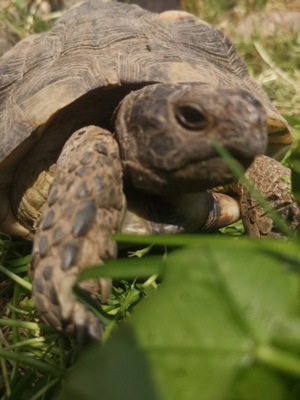 Breitrandschildkröten  Bild 2
