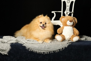 Rüde, Pomeranian mit Stammbaum