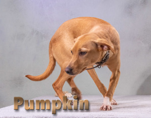 Pumpkin, ein junger Hüpfer! Bild 2