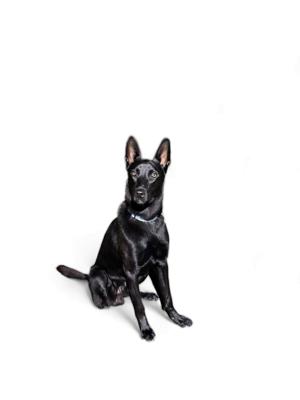 Deckrüde Malinois  Belgischer Schäferhund 