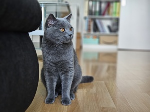 Reinrassiger BKH-Deckkater aus Düsseldorf (Blutgruppe B)