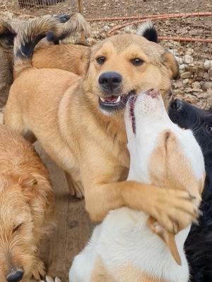 BONGO - Herzenshund zum Verlieben! (Video) Bild 10