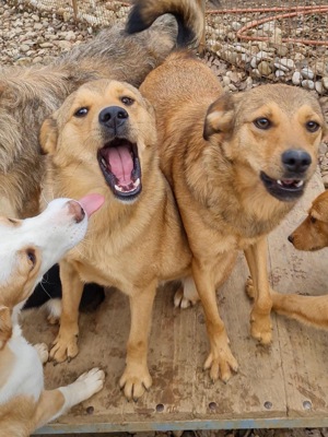 BONGO - Herzenshund zum Verlieben! (Video) Bild 9