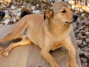 BONGO - Herzenshund zum Verlieben! (Video) Bild 8