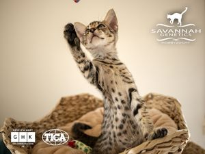 F5 SBT Savannah Katzen - Wir haben Kitten Bild 1