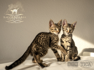 F5 SBT Savannah Katzen - Wir haben Kitten Bild 3
