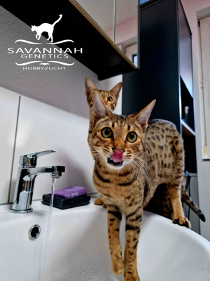F5 SBT Savannah Katzen - Wir haben Kitten Bild 7
