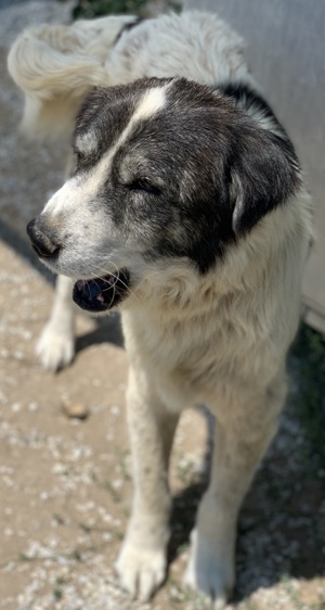   Askal, geb. ca. 07 2015, lebt in GRIECHENLAND, im städt. Tierheim Serres Bild 2