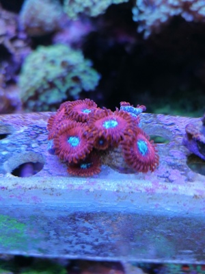 Meerwasser Korallen Zoanthus Bild 1