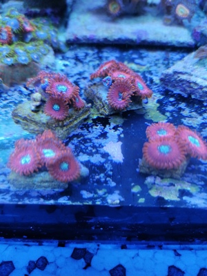 Meerwasser Korallen Zoanthus Bild 2