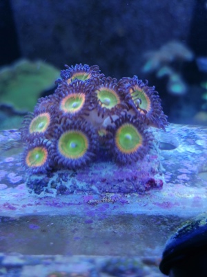 Meerwasser Korallen Zoanthus Bild 7