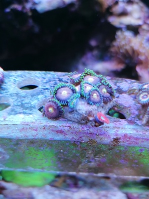 Meerwasser Korallen Zoanthus Bild 4