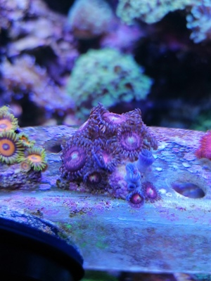 Meerwasser Korallen Zoanthus Bild 5