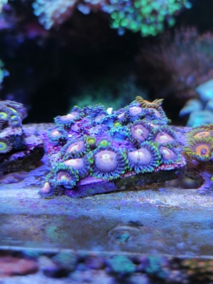 Meerwasser Korallen Zoanthus Bild 3