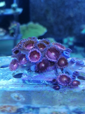Meerwasser Korallen Zoanthus Bild 6