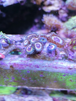 Meerwasser Korallen Zoanthus Bild 8