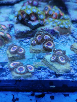 Meerwasser Korallen Zoanthus Bild 9