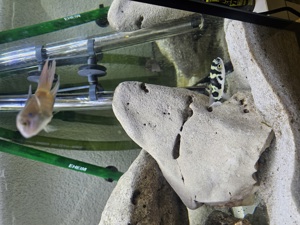 2 Monate altes Aquarium mit Besatz  Bild 5