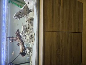 2 Monate altes Aquarium mit Besatz  Bild 9