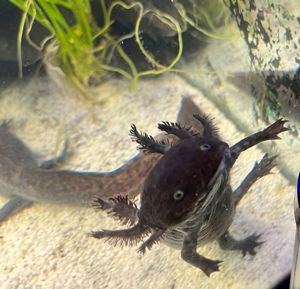Schöne ADULTE Axolotl Wildlinge Bild 6