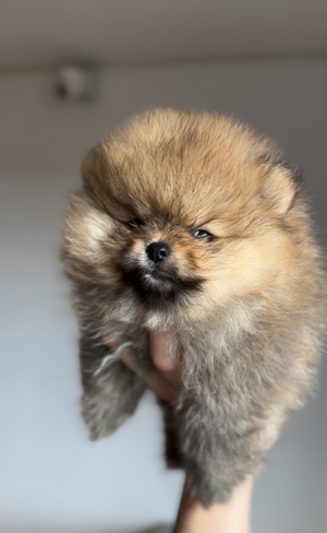 Pomeranian 