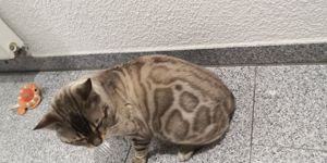 Bengal Deckkater XXL Rosetten 