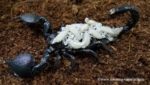 Pandinus imperator, Kaiserskorpion Körper ca. 3-4 cm, Skorpion  Bild 3
