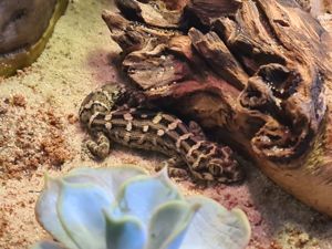 Rübenschwanz viperngecko Bild 2