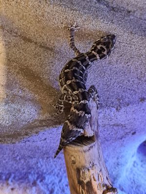 Rübenschwanz viperngecko Bild 6